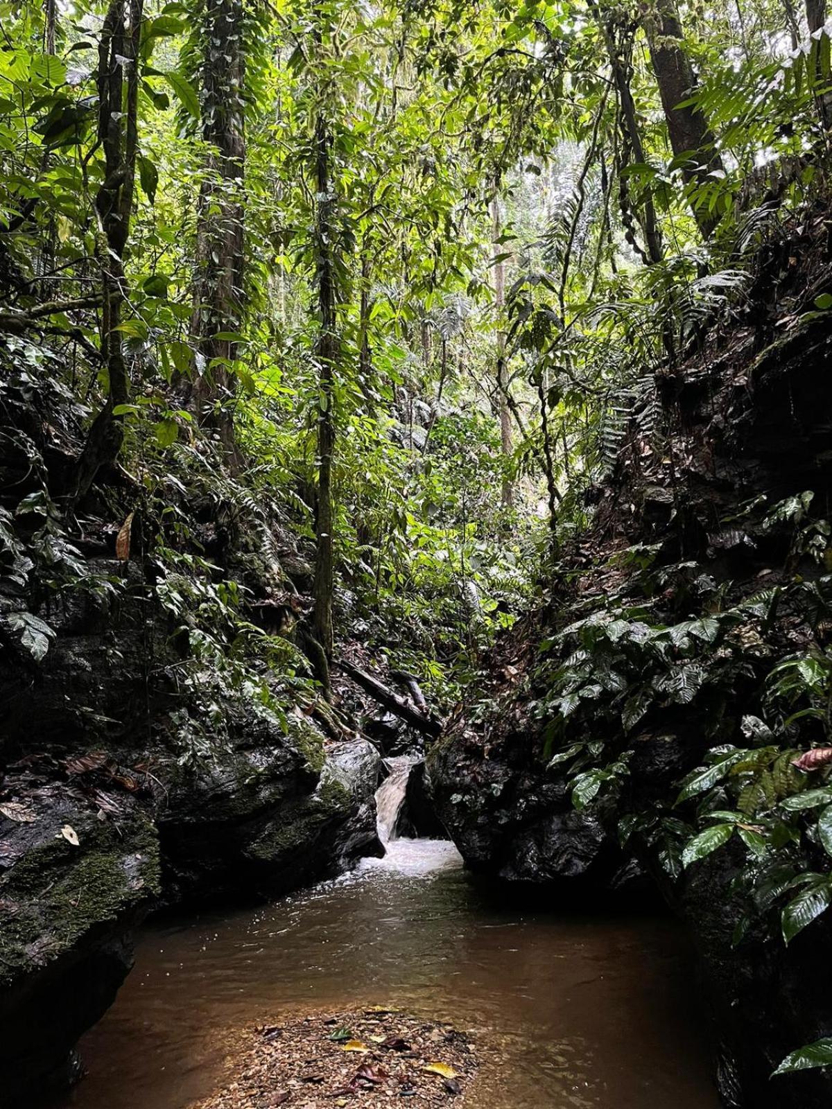 Hadco Experiences At Asa Wright Nature Centre Blanchisseuse Extérieur photo